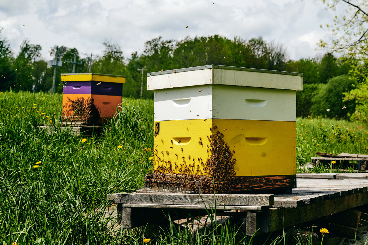 PAGE_D_ACCUEIL_ABEILLES_RUCHES