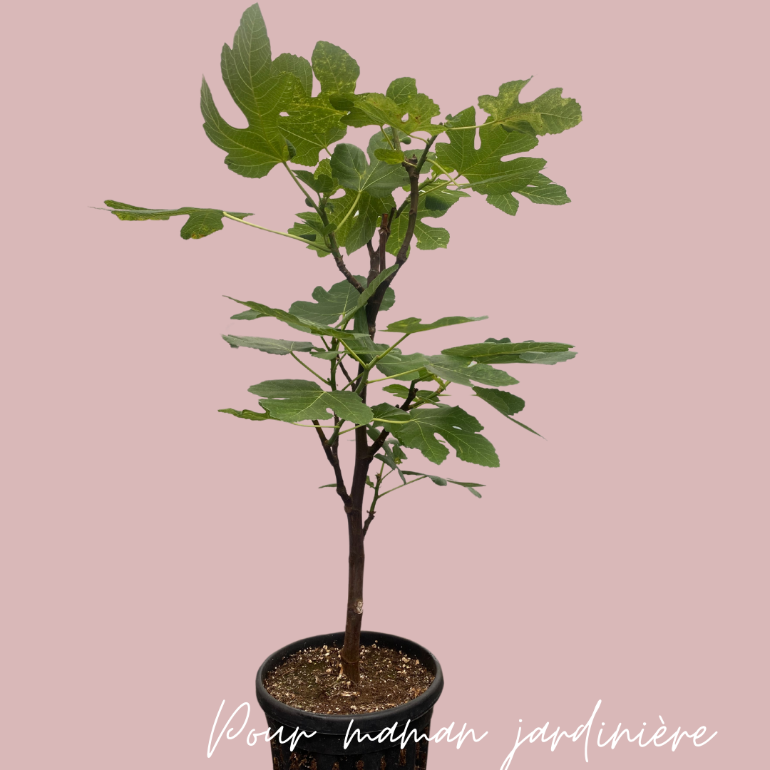 Organic Fig Tree - 7, 10 or 15 gallons
